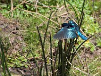 hildebrandt's starling 3